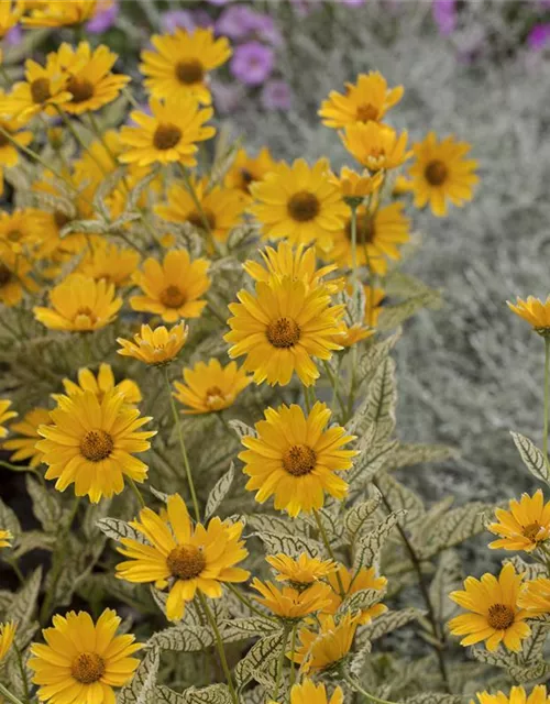 Heliopsis helianthoides