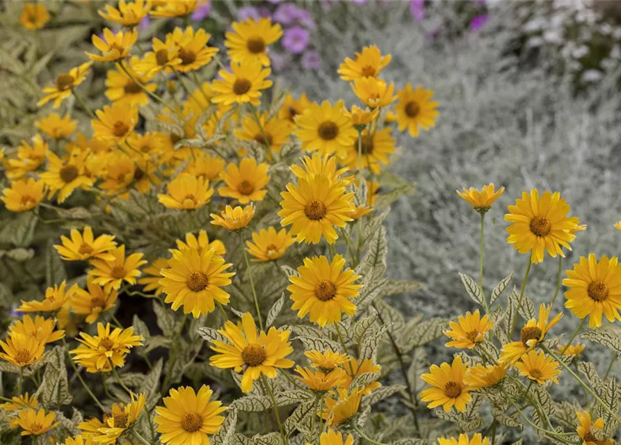 Heliopsis helianthoides