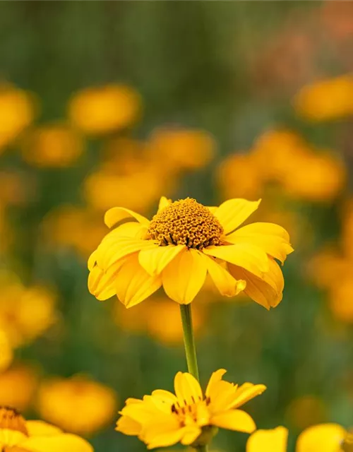 Heliopsis helianthoides