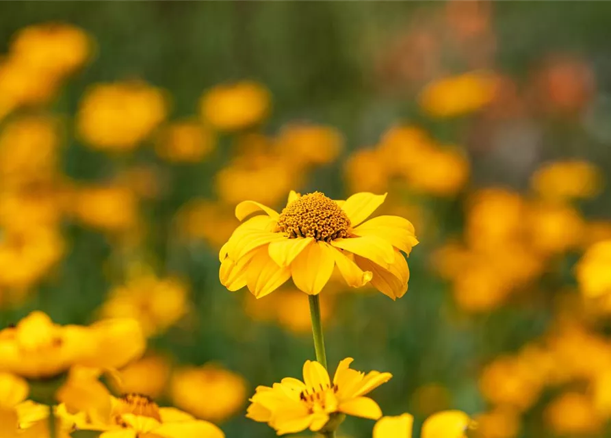 Heliopsis helianthoides