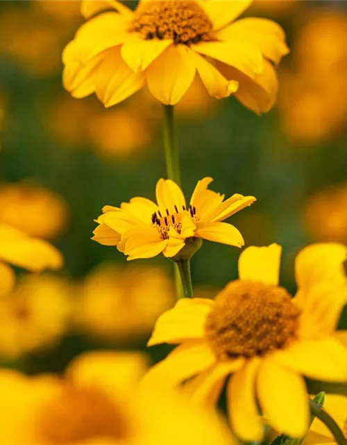 Heliopsis helianthoides