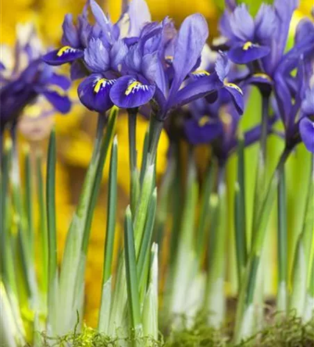 Iris reticulata