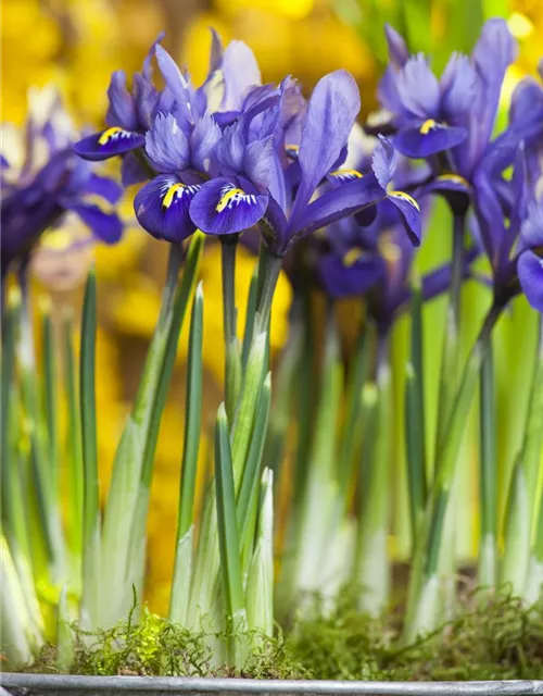 Iris reticulata