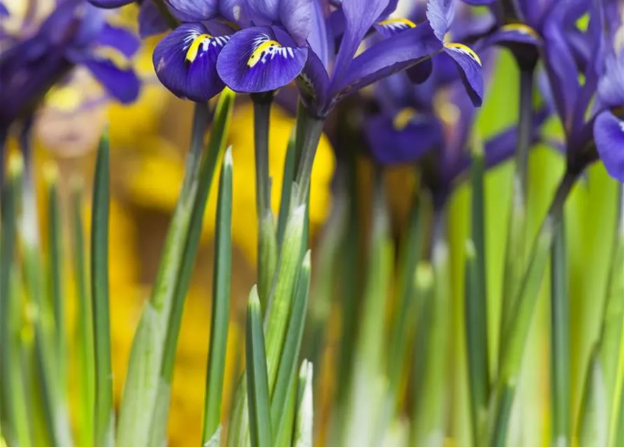 Iris reticulata