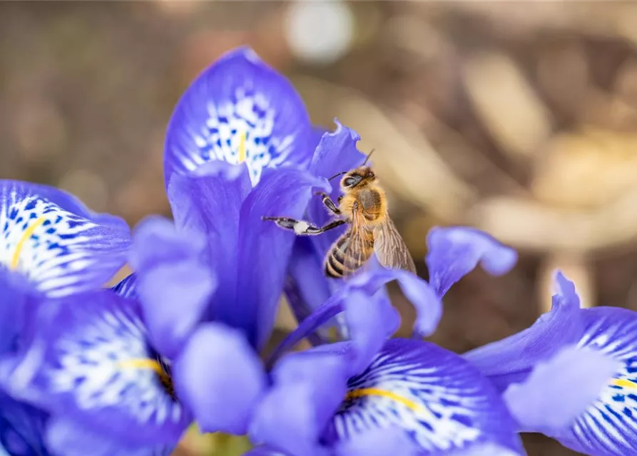 Iris reticulata