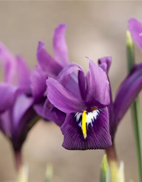 Iris reticulata