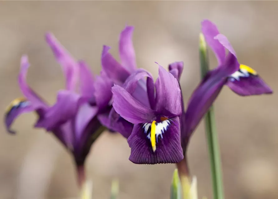 Iris reticulata