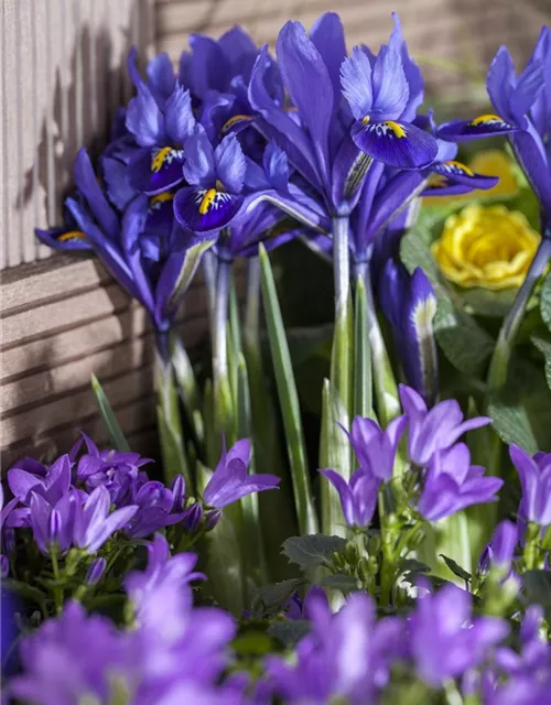 Iris reticulata