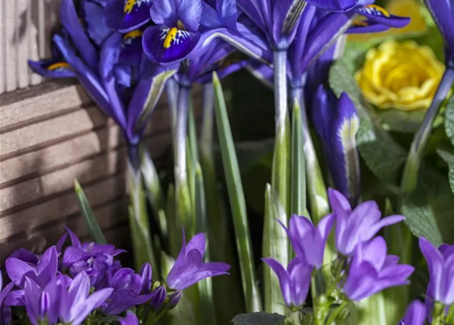 Iris reticulata