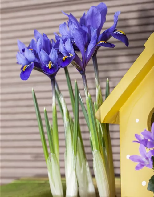 Iris reticulata