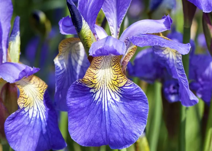 Iris sibirica