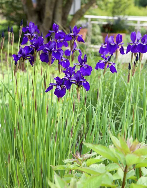 Iris sibirica