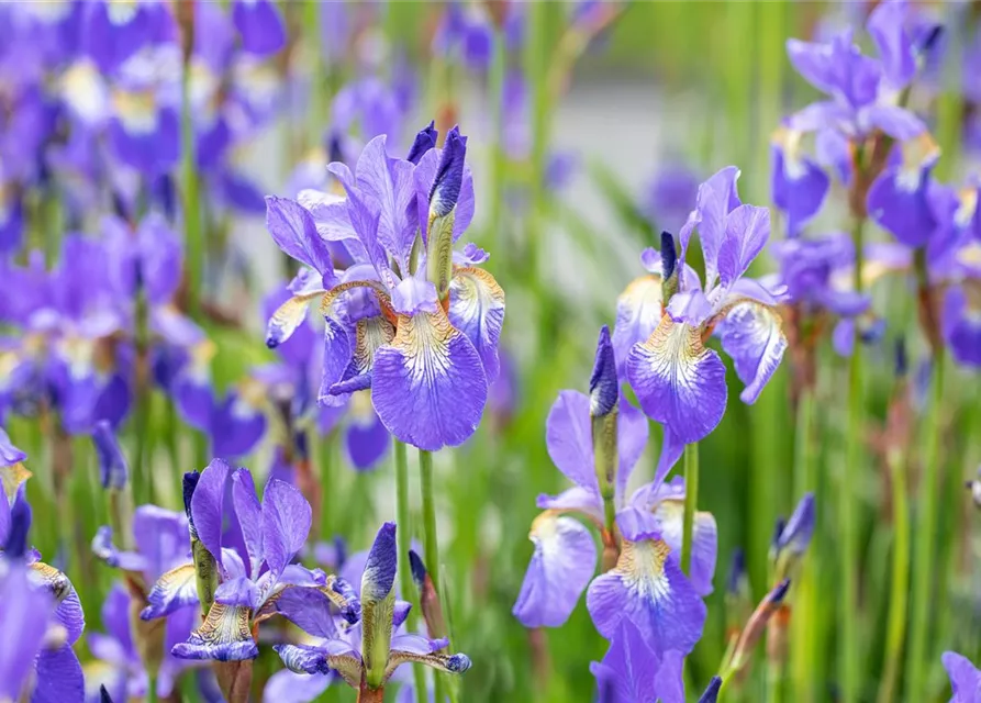 Iris sibirica