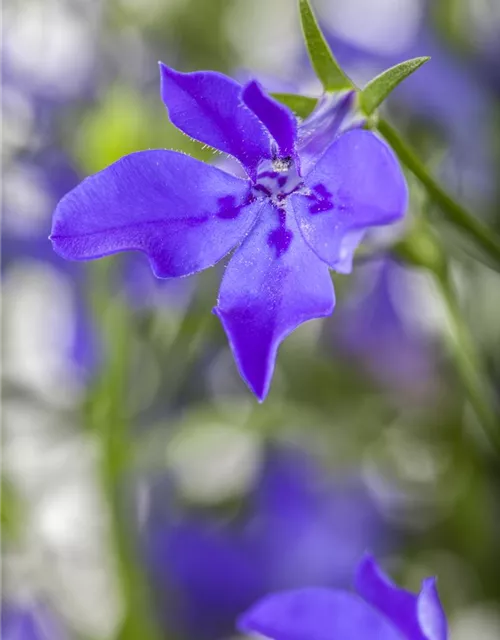 Lobelia erinus