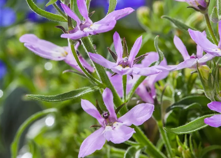 Lobelia erinus