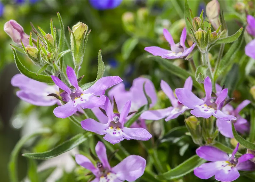 Lobelia erinus