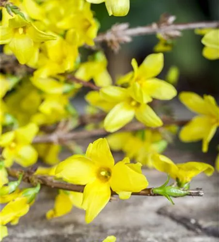 Forsythia x intermedia