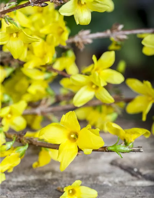 Forsythia x intermedia