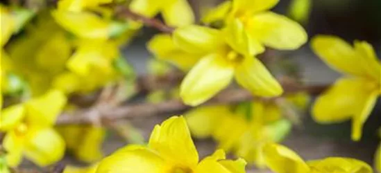 Forsythia x intermedia