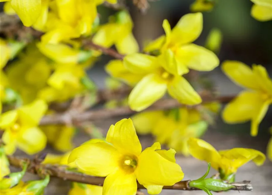 Forsythia x intermedia