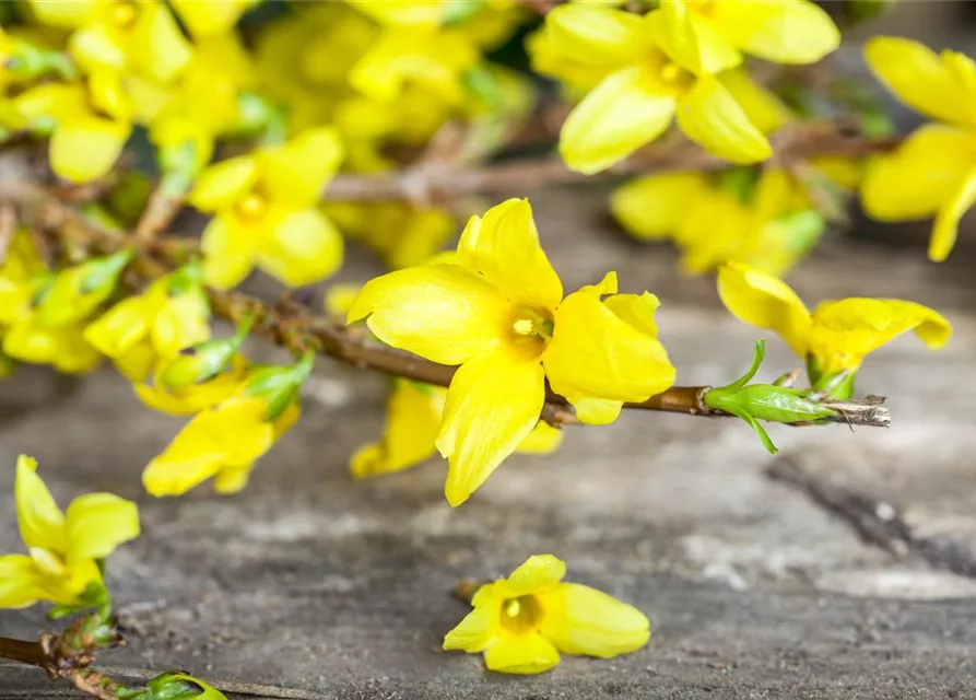 Forsythia x intermedia