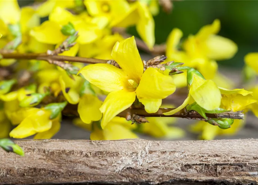 Forsythia x intermedia