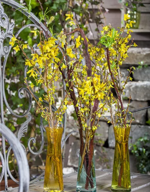 Forsythia x intermedia