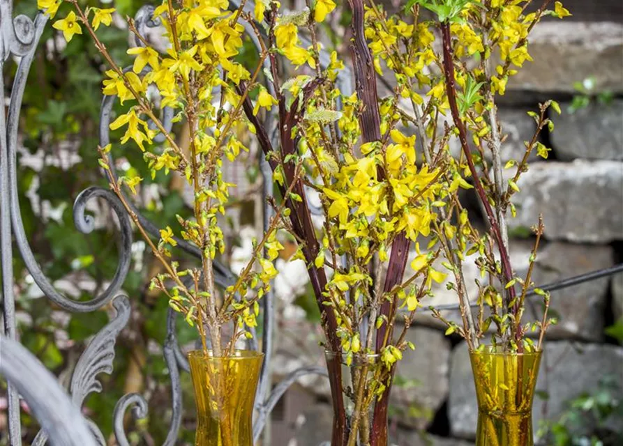 Forsythia x intermedia