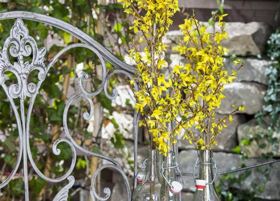 Forsythia x intermedia