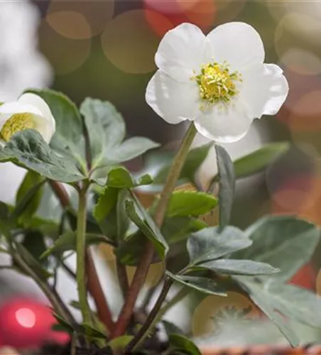 Helleborus niger