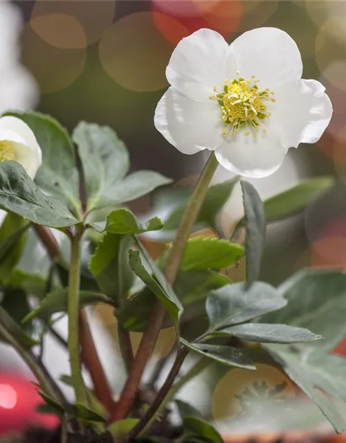 Helleborus niger