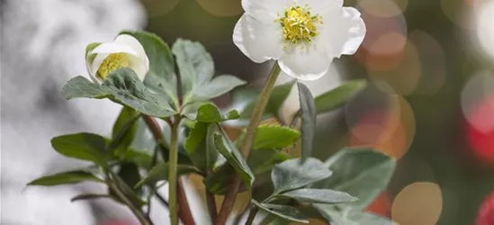 Helleborus niger