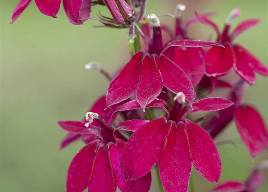 Lobelia x speciosa