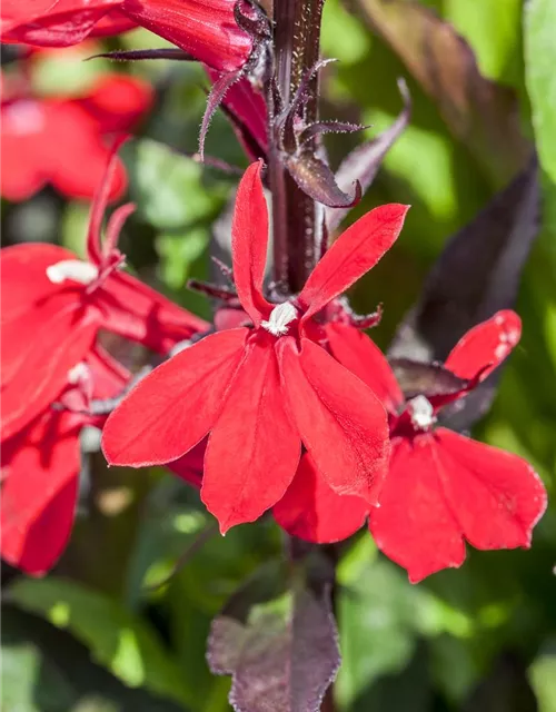 Lobelia x speciosa