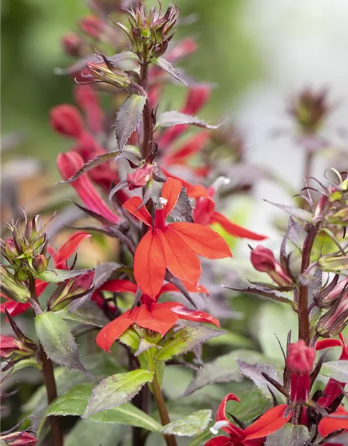 Lobelia x speciosa