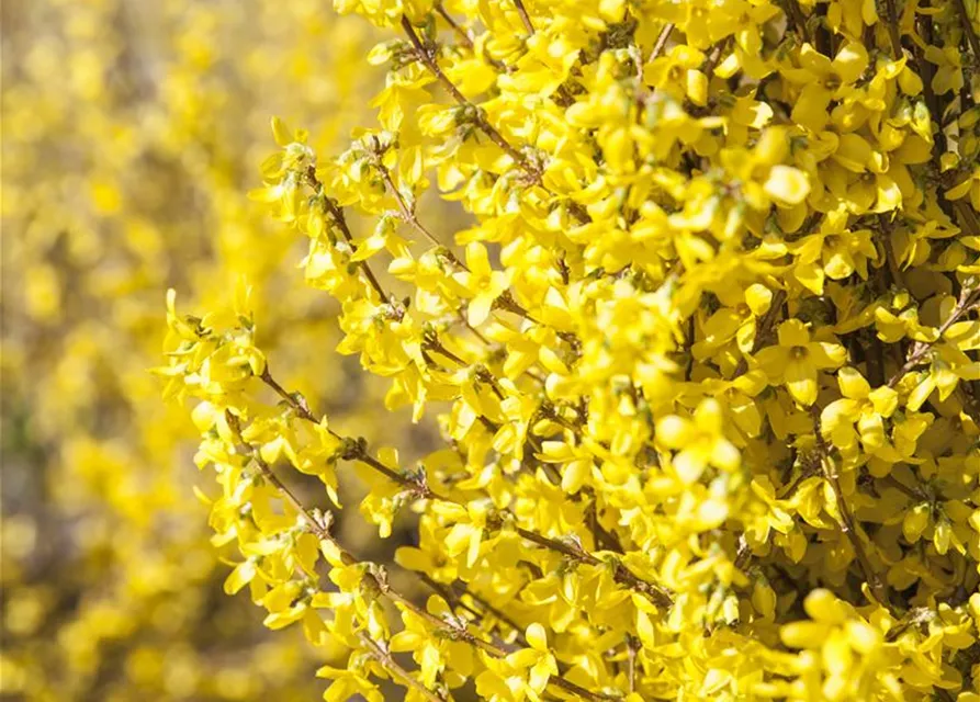 Forsythia x intermedia 'Week End'®