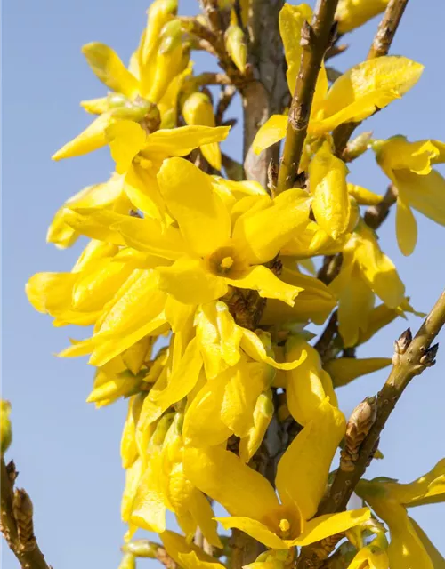 Forsythia x intermedia 'Week End'®