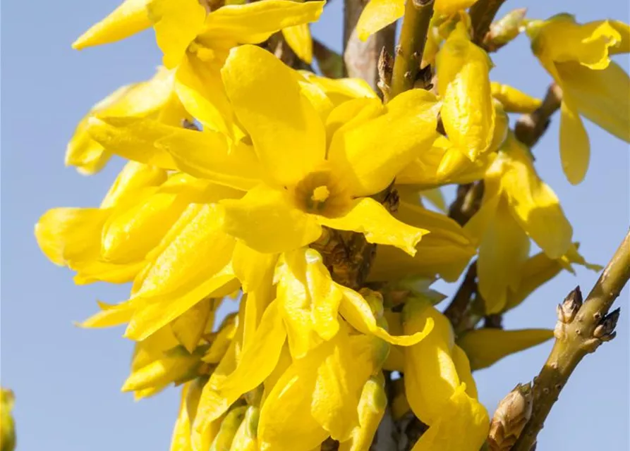 Forsythia x intermedia 'Week End'®