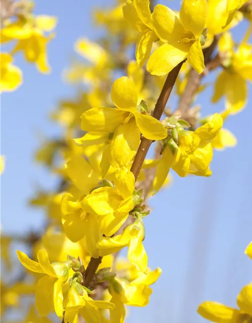 Forsythia x intermedia 'Week End'®