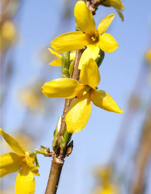 Forsythia x intermedia 'Week End'®