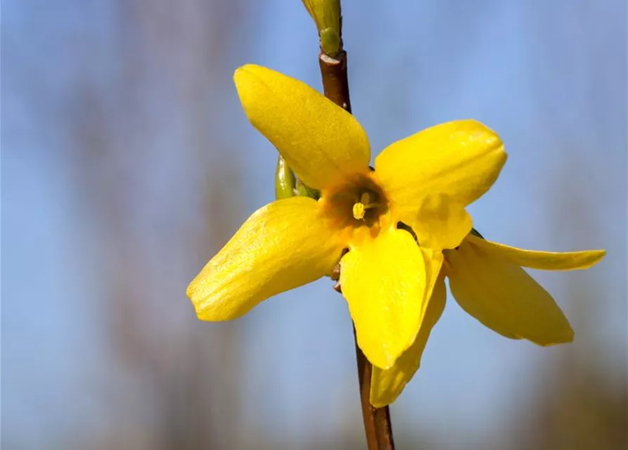 Forsythia x intermedia 'Week End'®