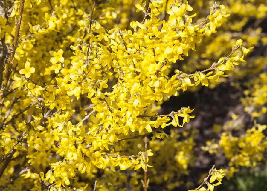 Forsythia x intermedia 'Week End'®