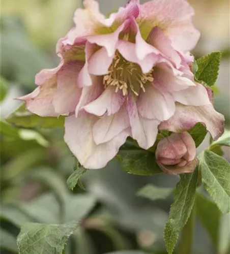 Helleborus orientalis