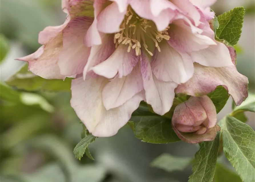 Helleborus orientalis