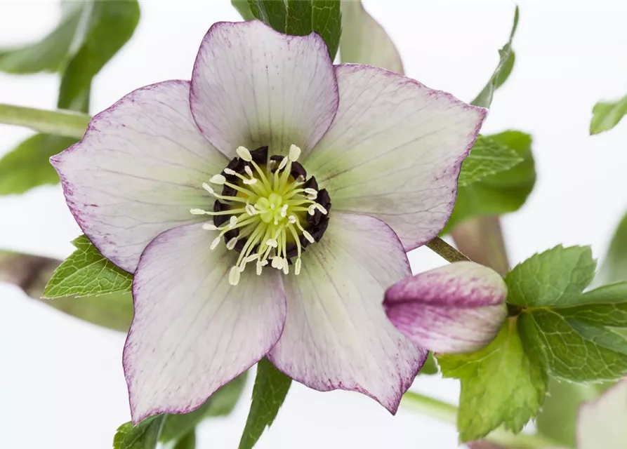 Helleborus orientalis