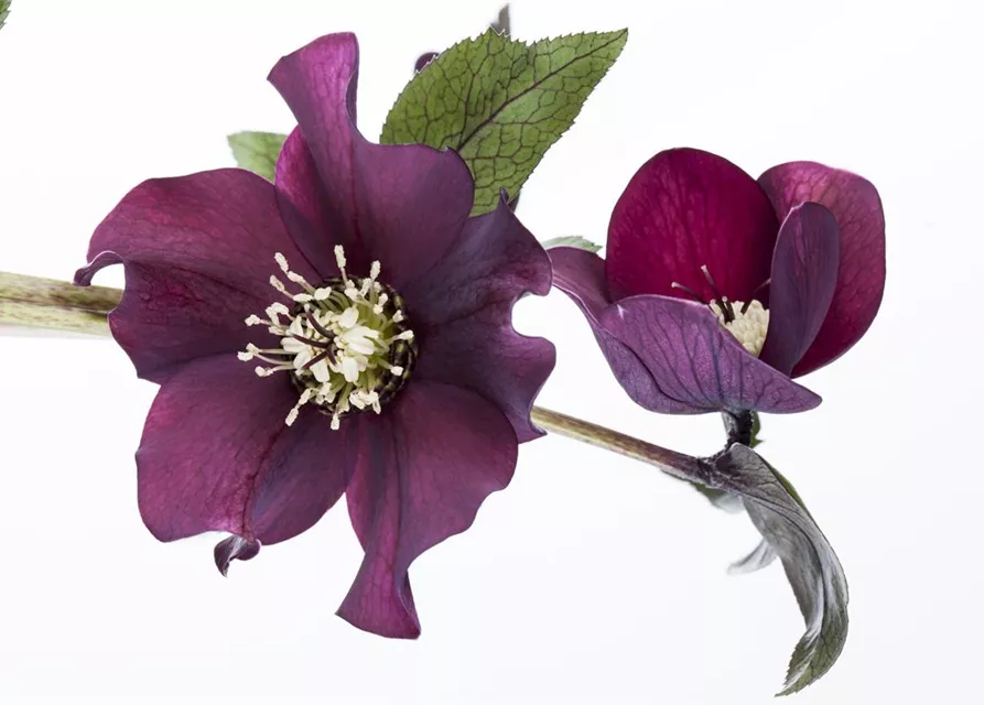 Helleborus orientalis