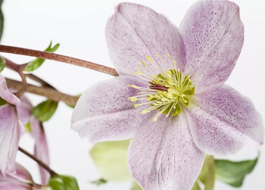 Helleborus orientalis