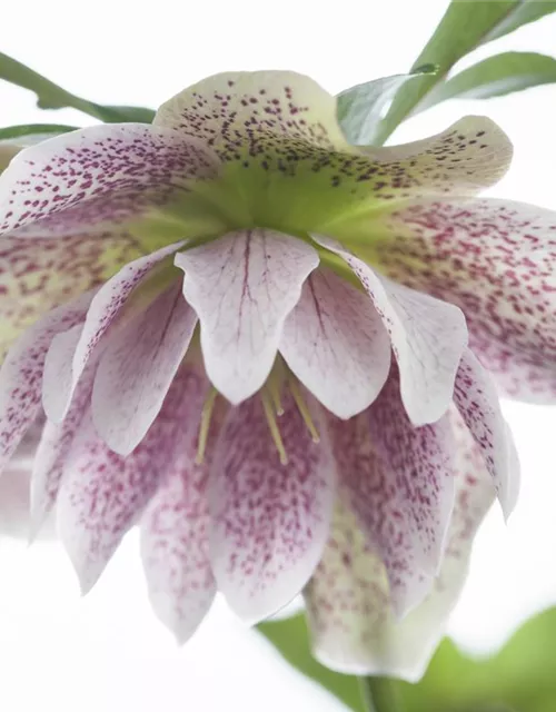 Helleborus orientalis