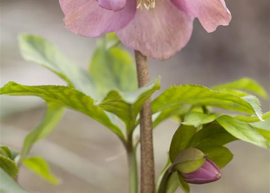 Helleborus orientalis