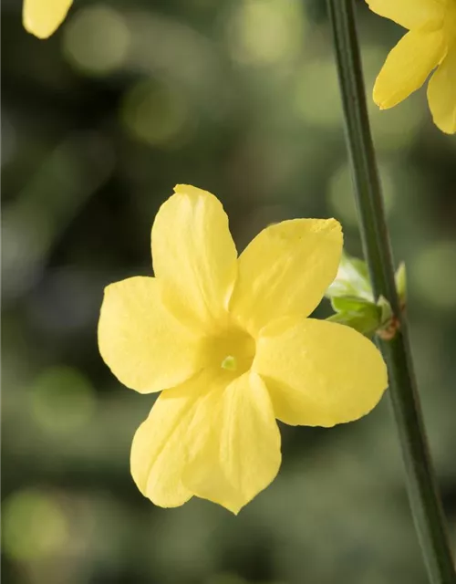 Jasminum nudiflorum